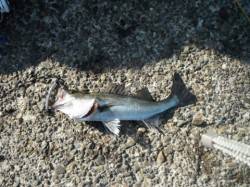 好調なスタート♪泉大津RT（10日・朝）