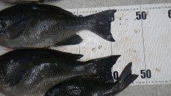 日置でグレ42.5ｃｍ42.8ｃｍの釣果