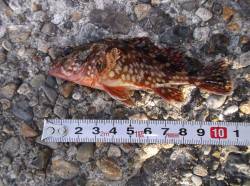 本荘人工島、胴突きでメバル10匹オーバーの…