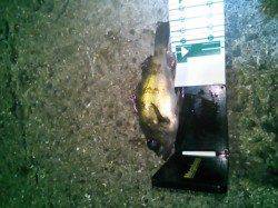 雑賀崎でメバリング、メバルとガシラの釣果☆