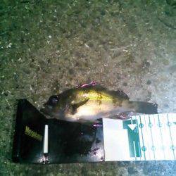 雑賀崎でメバリング、メバルとガシラの釣果☆