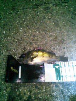 雑賀崎でメバリング、メバルとガシラの釣果☆