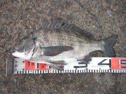 【チヌ釣れました♪】南芦屋浜