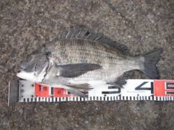 【チヌ釣れました♪】南芦屋浜