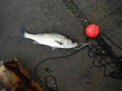 春みたいなポカポカ陽気♪泉大津ＲＴ２日・朝