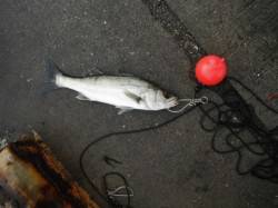 春みたいなポカポカ陽気♪泉大津ＲＴ２日・朝…