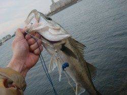 【予想的中】エビ撒きでハネ　in　南芦屋浜