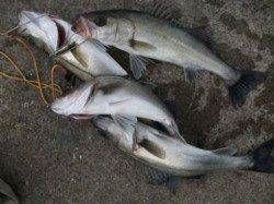 ズボ釣りに夢中♪ 倉庫前でハネ