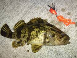 神戸湾奥「タケノコ掘り」絶好調！！！ 