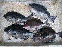 見老津の磯でグレ釣り♪