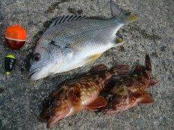 水軒鉄鋼団地でフカセ調査!!