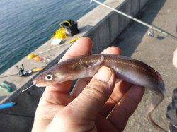 兵突ＲＴ、暖かい車中から見釣り