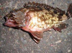 兵突の楽しいゴールデンタイム!