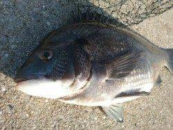 エビ撒きで良型チヌ!丸島防波堤