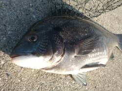 エビ撒きで良型チヌ！丸島防波堤