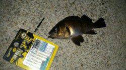 神戸空港でメバリング!