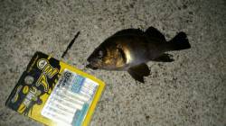 神戸空港でメバリング！