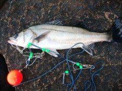 貴重なハネ♪泉大津RT。夕方