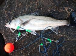 貴重なハネ♪泉大津RT。夕方