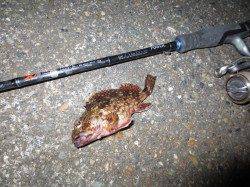 やや渋い！？田ノ浦のガシラ・・・