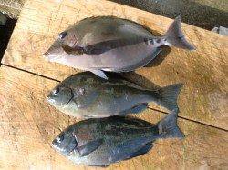 寒グレを求めて・・・