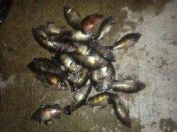 エビ撒き釣りでもメバル面白い！