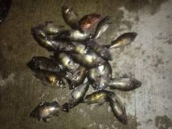  エビ撒き釣りでもメバル面白い！ 