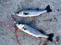 寒さに負けず！ハネ♪泉大津ＲＴ！夕方