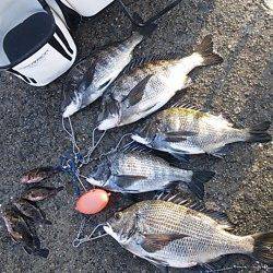 【今年最多だ!!】激熱　芦屋のチヌ情報