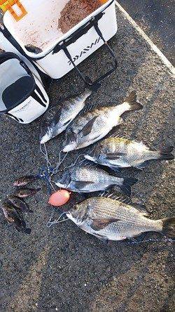 【今年最多だ!!】激熱　芦屋のチヌ情報