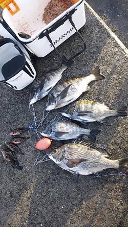 【今年最多だ!!】激熱　芦屋のチヌ情報