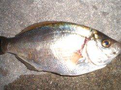 ゴールデンタイムの兵突！