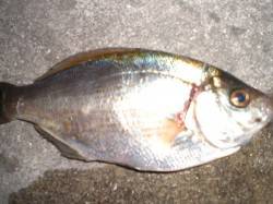 ゴールデンタイムの兵突！