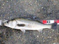 出た！スズキ!75cm超　貝塚・佐野リアル