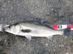 出た！スズキ!75cm超　貝塚・佐野リアル…