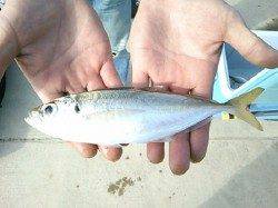 【１７日】鉄鋼団地アジ！！リアルタイム！！