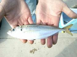 【１７日】鉄鋼団地アジ！！リアルタイム！！…