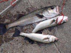 お昼も好調キープ♪泉大津RT 17日 昼