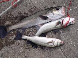 お昼も好調キープ♪泉大津RT　１７日　昼