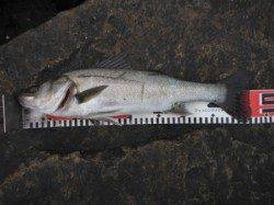 【エビ撒き釣り、いい感じ~♪】南芦屋浜