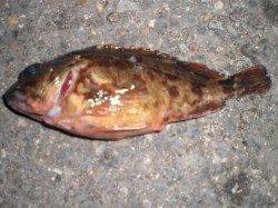 ゴールデンタイムの兵突！