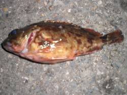 ゴールデンタイムの兵突！