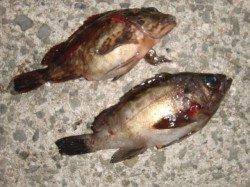 【ガシラとメバル】南芦屋浜リアルタイム