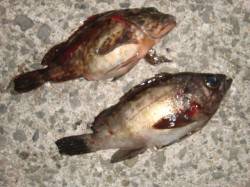 【ガシラとメバル】南芦屋浜リアルタイム 