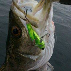 神戸港デイシーバス！