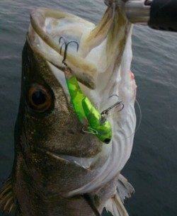 神戸港デイシーバス！