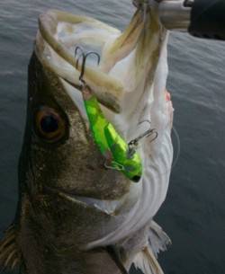 神戸港デイシーバス！