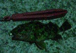 寒い冬はガシラ狙い♪