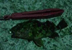 寒い冬はガシラ狙い♪ 