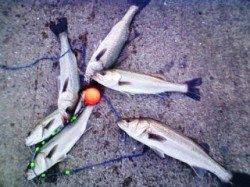 ズボ釣りを満喫♪